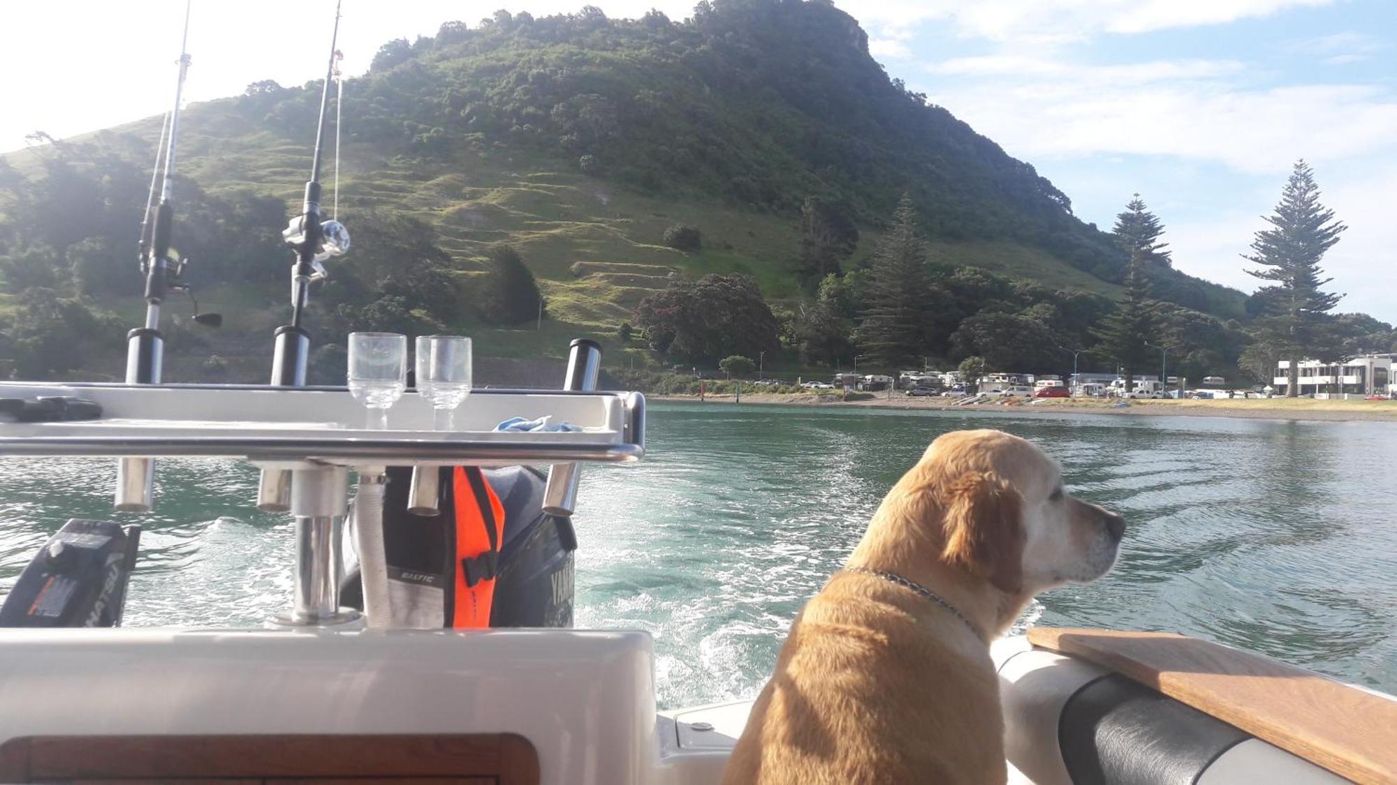 Charm On Commons, Mauao Apartman Mount Maunganui Kültér fotó